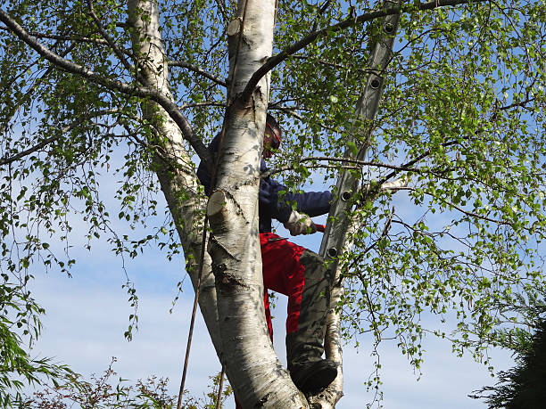 Professional Tree Removal Services in Dumbarton, VA